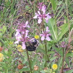 Xylocopa virginica image