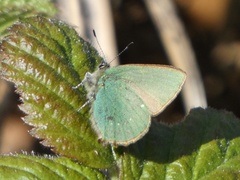 Callophrys rubi