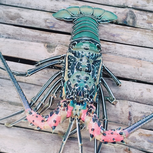 Photo of Painted Spiny Lobster (Panulirus versicolor)