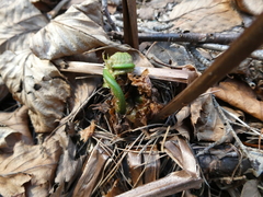 Matteuccia struthiopteris