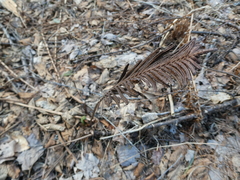 Matteuccia struthiopteris