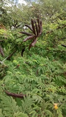 Senegalia subangulata