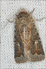 Proteuxoa florescens
