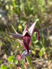 Serapias strictiflora