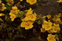 Erythranthe glaucescens