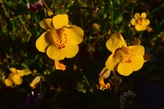 Erythranthe glaucescens