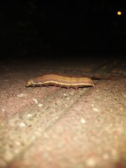 Noctuidae