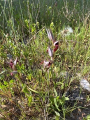Serapias strictiflora
