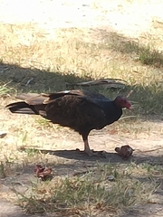 Cathartes aura