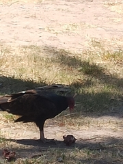 Cathartes aura