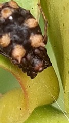 Araneidae