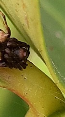 Araneidae