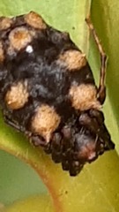 Araneidae