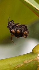Araneidae