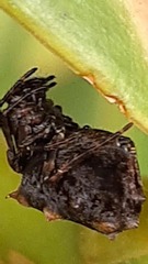 Araneidae