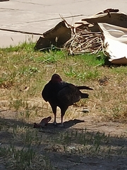 Cathartes aura