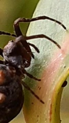 Araneidae