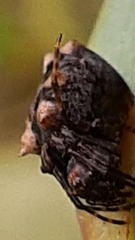 Araneidae