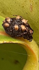 Araneidae