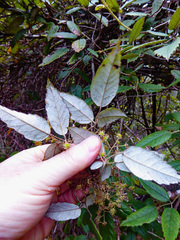 Rubus schmidelioides schmidelioides
