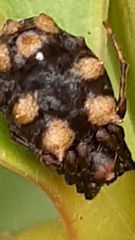 Araneidae