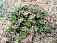 Acaena microphylla pauciglochidiata