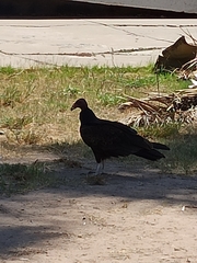 Cathartes aura