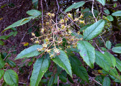 Rubus schmidelioides schmidelioides