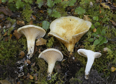 Austropaxillus mcnabbii