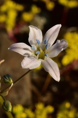Triteleia lilacina