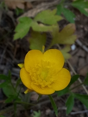 Ranunculus paludosus image