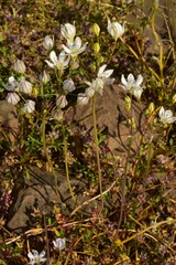 Triteleia lilacina