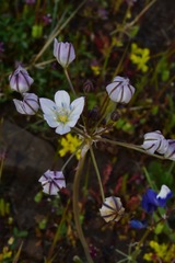 Triteleia lilacina