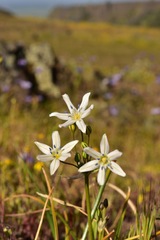 Triteleia lilacina