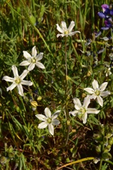 Triteleia lilacina