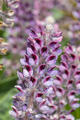 Lupinus villosus