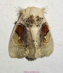 Arrhenophanes perspicilla