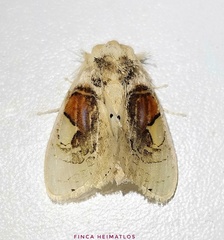 Arrhenophanes perspicilla