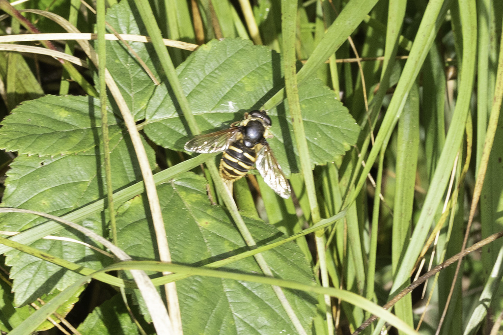 Yellow-barred Peat Hover Fly