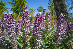 Lupinus villosus