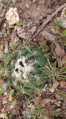 Coryphantha pallida