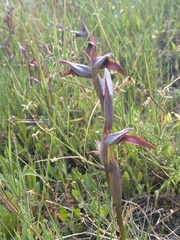Serapias strictiflora