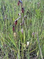 Serapias strictiflora