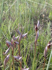 Serapias strictiflora