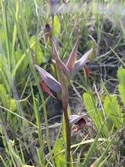 Serapias strictiflora