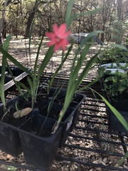 Hesperantha coccinea