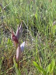 Serapias strictiflora