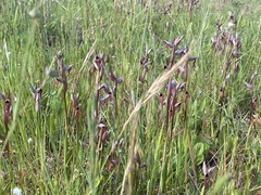 Serapias strictiflora