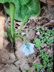 Puschkinia scilloides