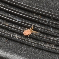 Trombiculidae